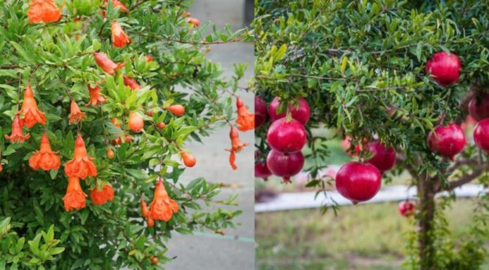 “Why did ancient people say: ‘Planting pomegranates in the East brings gold, planting roses in the West brings silver’? Is it still true today?”