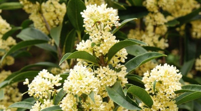 Should I plant sandalwood trees in front of my house?