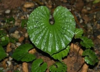 The Tree That Bears Only One Leaf in a Lifetime, Growing on Rocks, a Precious Gem as Valuable as Korean Ginseng