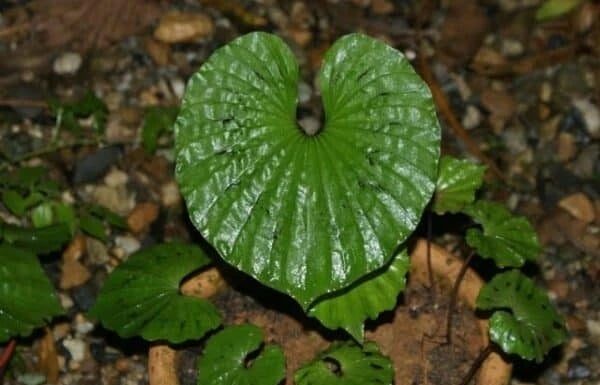 The Tree That Bears Only One Leaf in a Lifetime, Growing on Rocks, a Precious Gem as Valuable as Korean Ginseng