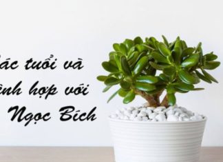 Unique and Compact Title: “The Perfect Harmony: Planting Prosperity with a Small Indoor Pot”