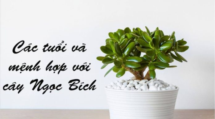 Unique and Compact Title: “The Perfect Harmony: Planting Prosperity with a Small Indoor Pot”