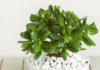 The Feng Shui Jade Plant: Bringing Luck and Prosperity to Your Home