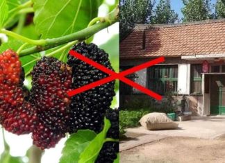 What type of tree is it that our ancestors warned us not to let the tree of silence in the door and the tree of positivity in the grave?