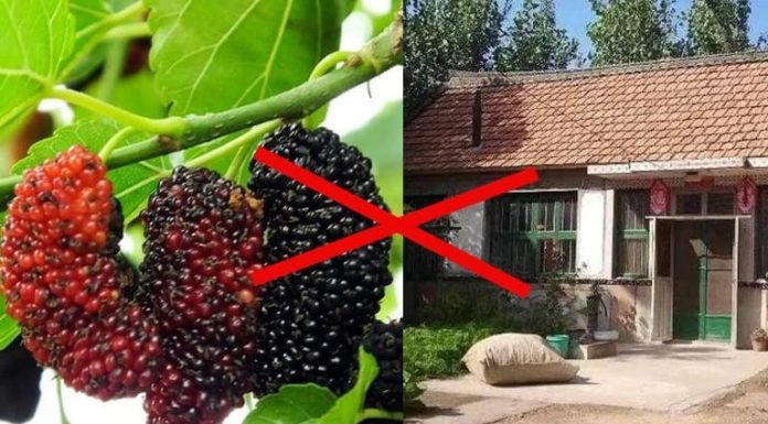 What type of tree is it that our ancestors warned us not to let the tree of silence in the door and the tree of positivity in the grave?