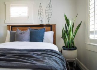 9 Feng Shui Plants to Enhance Sleep and Attract Abundance