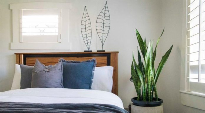 9 Feng Shui Plants to Enhance Sleep and Attract Abundance