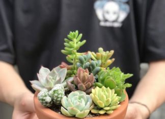 5 Troublesome Flowering Plants: Smart, but Regretful Indoor Choices