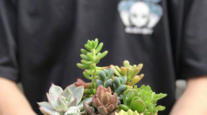 5 Troublesome Flowering Plants: Smart, but Regretful Indoor Choices