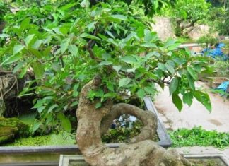 Should You Plant a Pineapple Tree in Front of Your House?