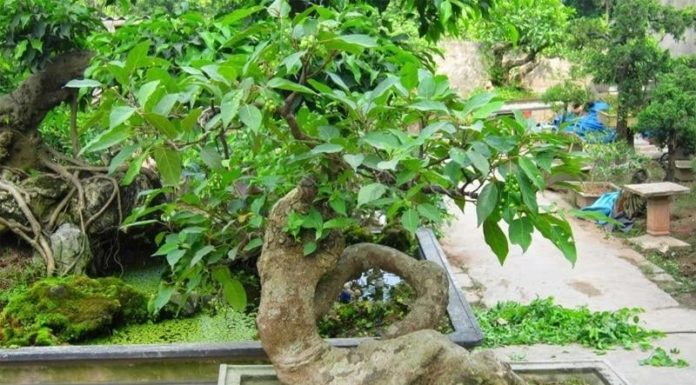 Should You Plant a Pineapple Tree in Front of Your House?