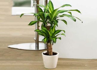 Should I grow Vanilla orchids indoors?