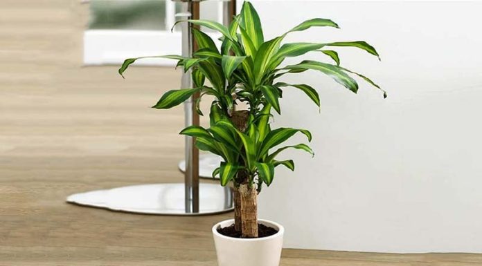 Should I grow Vanilla orchids indoors?