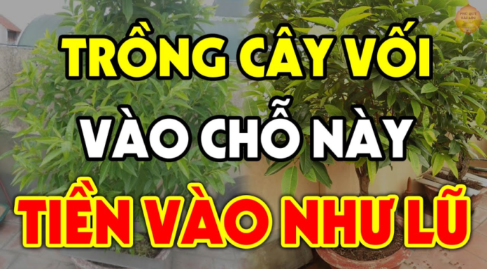 Should I plant a Voi tree in front of my house or not?