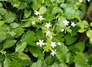 A snake-charming garden with 5 enchanting trees – find peace by uprooting them