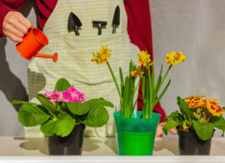 Planting houseplants, watering with 5 types of acidic water to improve soil fertility, promote lush green leaves, and vibrant blooming.