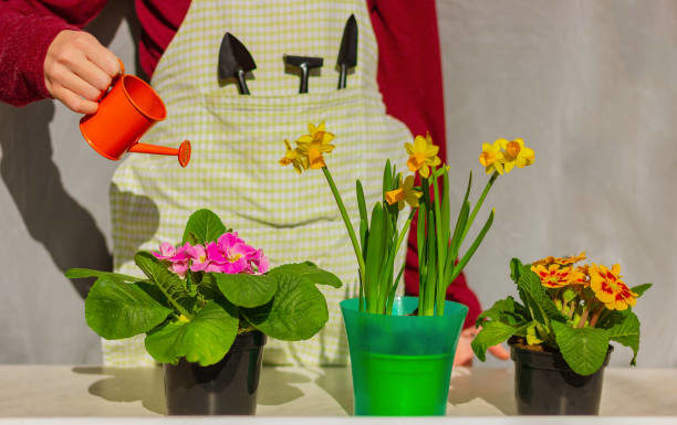 Planting houseplants, watering with 5 types of acidic water to improve soil fertility, promote lush green leaves, and vibrant blooming.