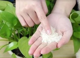 Sprinkle this ‘elixir’ on your plants and watch the leaves stay green all year, with vigorous sprouts!