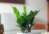 Money Tree loves these 3 things, plant them in the pot and watch the young shoots grow and bloom quickly.