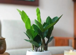 Money Tree loves these 3 things, plant them in the pot and watch the young shoots grow and bloom quickly.
