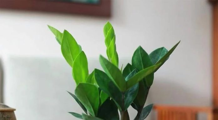 Money Tree loves these 3 things, plant them in the pot and watch the young shoots grow and bloom quickly.