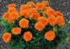 Why Chrysanthemum Flower Pots are Beautiful, Namesake, Versatile, and Easy to Grow but Shouldn’t be Planted Indoors?