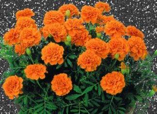 Why Chrysanthemum Flower Pots are Beautiful, Namesake, Versatile, and Easy to Grow but Shouldn’t be Planted Indoors?