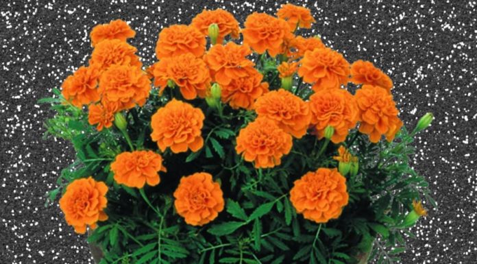 Why Chrysanthemum Flower Pots are Beautiful, Namesake, Versatile, and Easy to Grow but Shouldn’t be Planted Indoors?