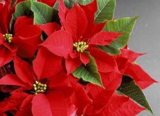 “Lucky Bamboo: Unveiling the Indoor Plant’s Mystique and its Feng Shui Secrets”