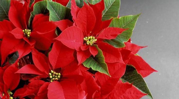 “Lucky Bamboo: Unveiling the Indoor Plant’s Mystique and its Feng Shui Secrets”