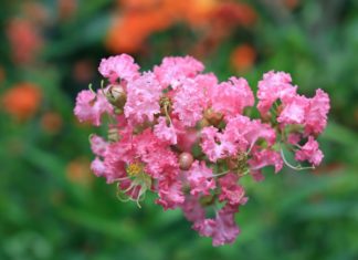 Should you plant a bougainvillea in front of your house? Many people are unaware of the significance of this flowering plant.