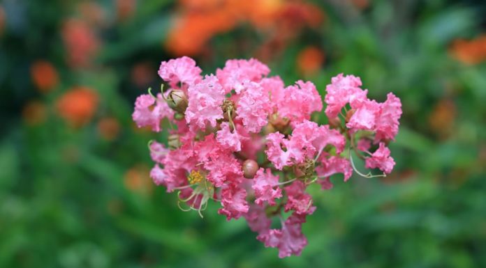 Should you plant a bougainvillea in front of your house? Many people are unaware of the significance of this flowering plant.