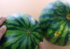 Buy Watermelons with this Trick: No Need to Tap or Squeeze, Just Look Here