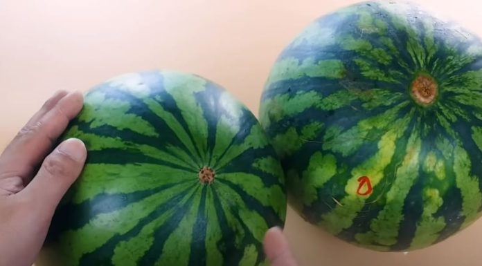 Buy Watermelons with this Trick: No Need to Tap or Squeeze, Just Look Here