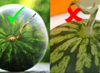 Sweet and Juicy Watermelon, One Look and You’ll Know It’s Ripe, No Need to Tire Your Hands Clapping