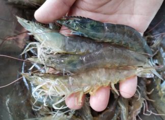 4 Things to Avoid When Buying Shrimp – Sellers Secretly Praise “You’re an Expert”
