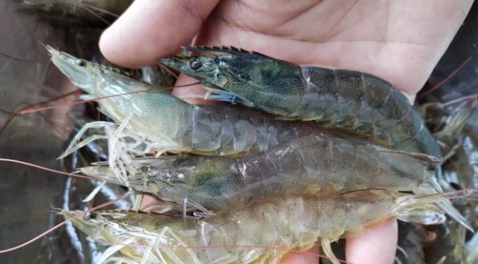 4 Things to Avoid When Buying Shrimp – Sellers Secretly Praise “You’re an Expert”