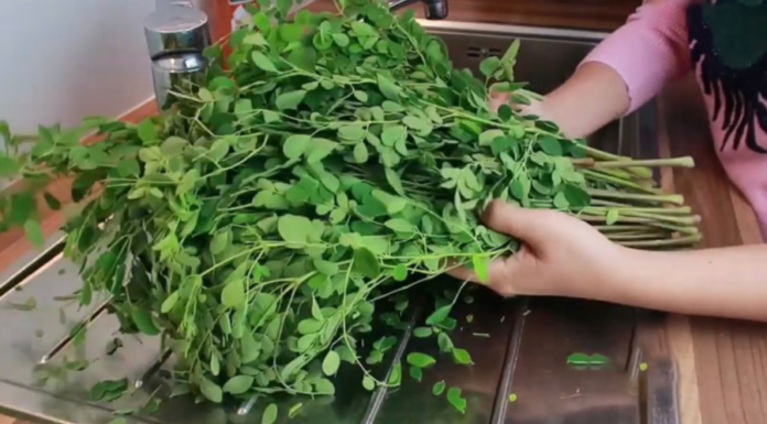 A Veggie That Resembles Nettle, a Plant-Based Yen Yen, 4 Times More Calcium Than Milk, Prevents Various Diseases