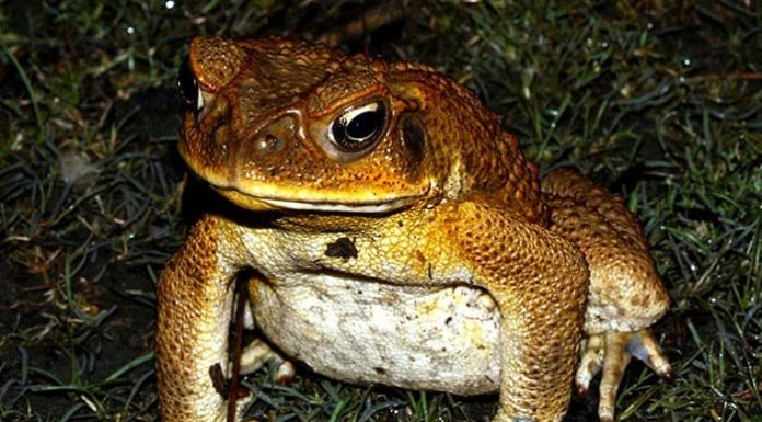 “What are the three trees that the Ancestors say a frog is not afraid to enter a house but is afraid of?”