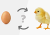 Which came first, the chicken or the egg: 90% don’t know the correct answer