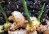How to Grow Ginger at Home for Large and Plump Roots, Enjoy Year-Round Harvest