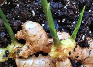 How to Grow Ginger at Home for Large and Plump Roots, Enjoy Year-Round Harvest