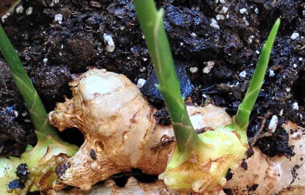 How to Grow Ginger at Home for Large and Plump Roots, Enjoy Year-Round Harvest
