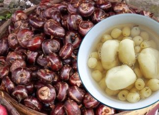 “Refreshing and Nourishing Water Ginseng Variety, Available at 40,000 VND per Kg”