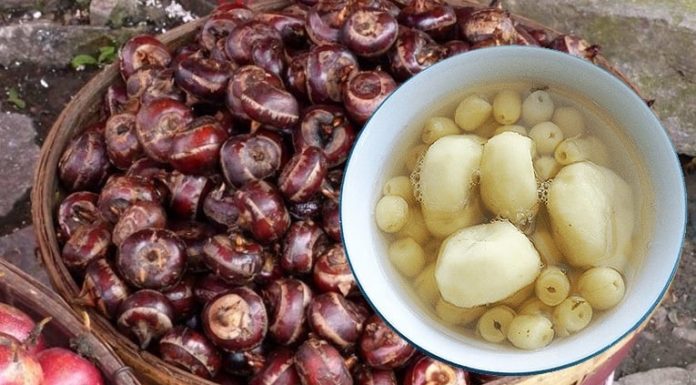 “Refreshing and Nourishing Water Ginseng Variety, Available at 40,000 VND per Kg”