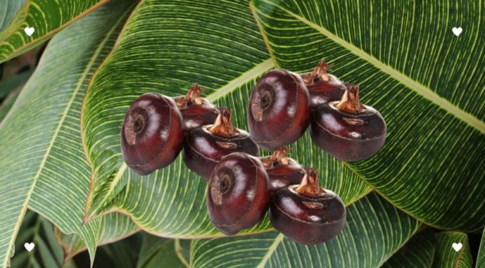 8 delicious but parasite-filled vegetables that need careful preparation before eating