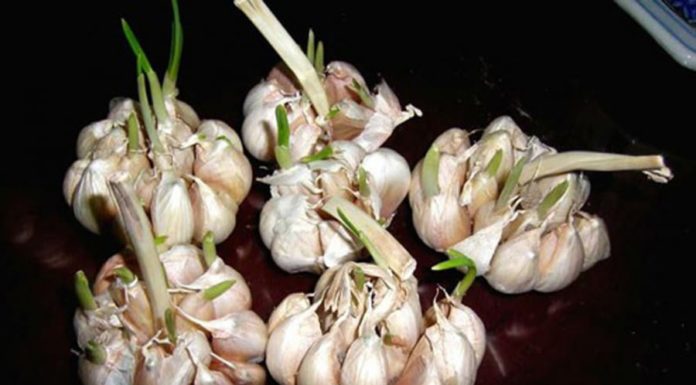 4 Signs to Avoid Buying Garlic at the Market