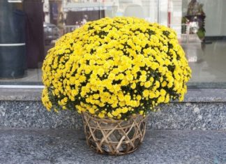 The Riddle: ‘In front of the house, there are five flowers. Even if one is not wealthy, they still have something to eat. What are the flowers?’