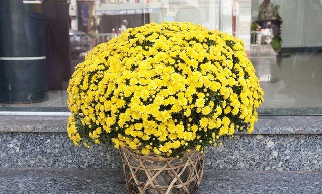 The Riddle: ‘In front of the house, there are five flowers. Even if one is not wealthy, they still have something to eat. What are the flowers?’