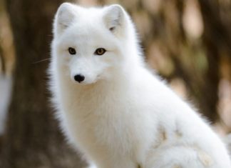 The Legend of the Fox Spirit and the Power of Fox Stone in Feng Shui